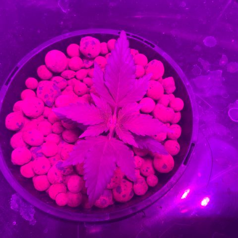 Next Generation Uschi growlog timeline photo