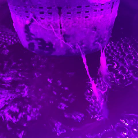 Next Generation Uschi growlog timeline photo
