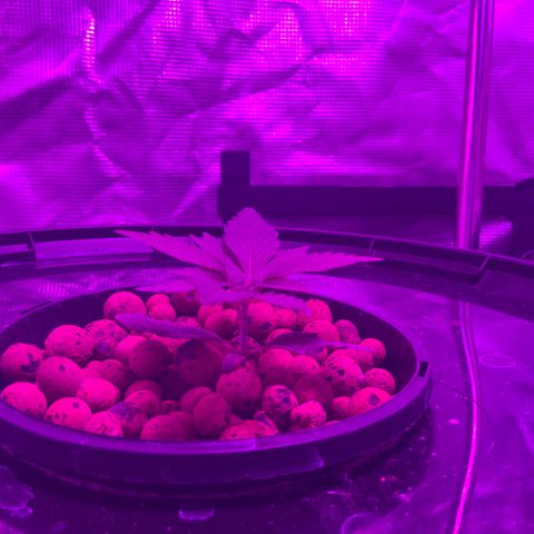 Next Generation Uschi growlog timeline photo