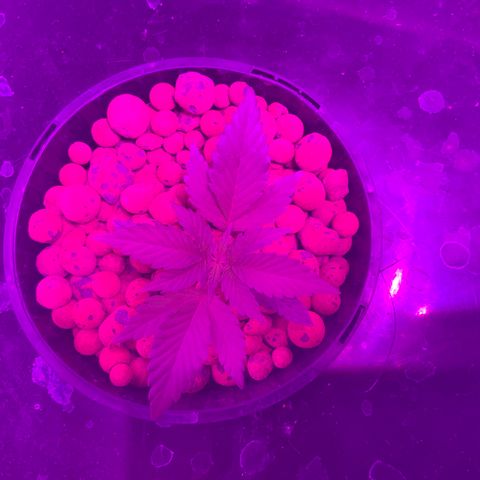 Next Generation Uschi growlog timeline photo