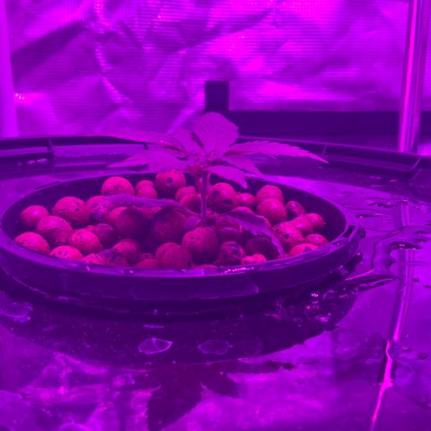 Next Generation Uschi growlog timeline photo