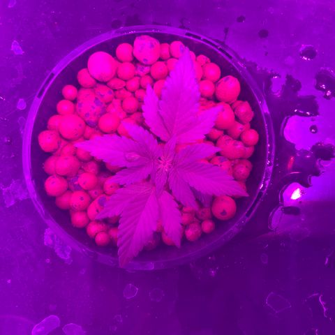 Next Generation Uschi growlog timeline photo