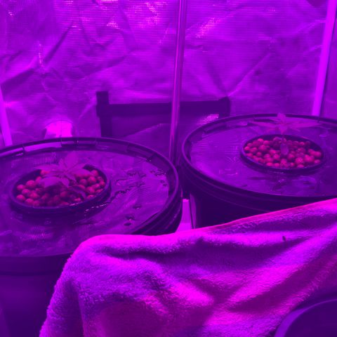 Next Generation Uschi growlog timeline photo