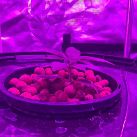 Next Generation Uschi growlog timeline photo