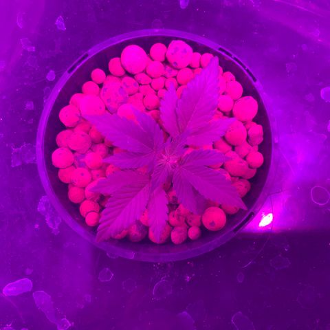 Next Generation Uschi growlog timeline photo