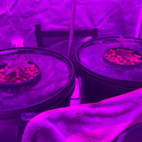 Next Generation Uschi growlog timeline photo