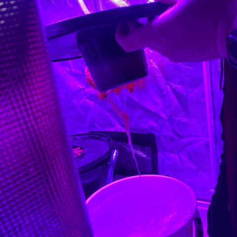 Next Generation Uschi growlog timeline photo