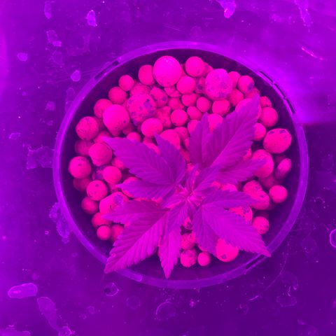 Next Generation Uschi growlog timeline photo