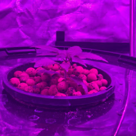 Next Generation Uschi growlog timeline photo