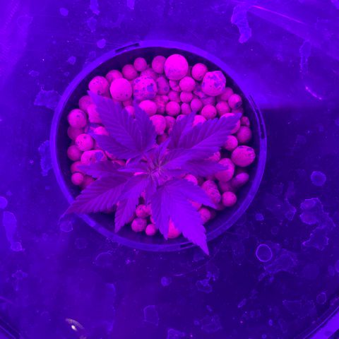 Next Generation Uschi growlog timeline photo