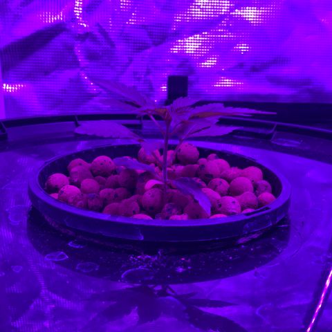 Next Generation Uschi growlog timeline photo