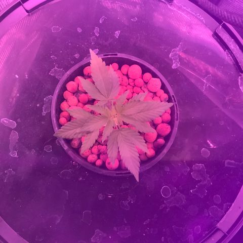 Next Generation Uschi growlog photo: Wurzelmikroben wieder braun geworden. 