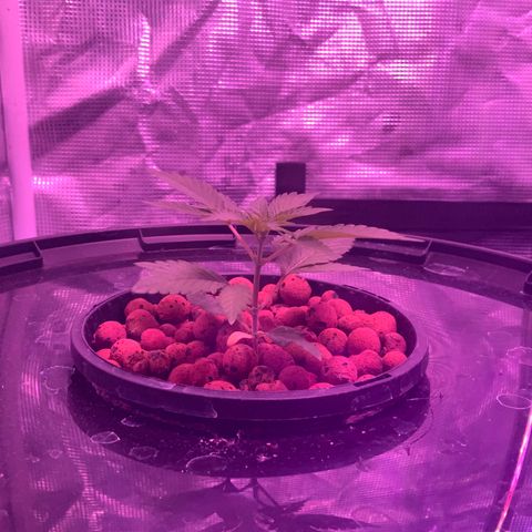 Next Generation Uschi growlog photo: Wurzelmikroben wieder braun geworden. 