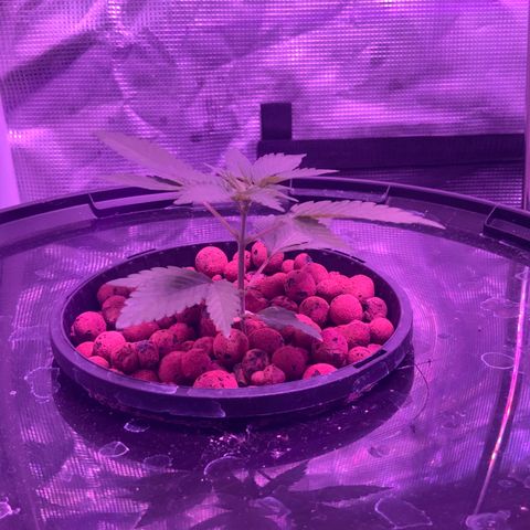 Next Generation Uschi growlog timeline photo