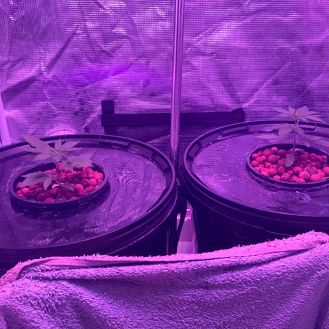 Next Generation Uschi growlog timeline photo