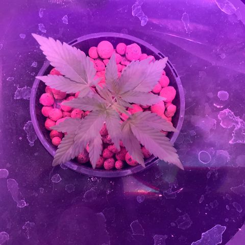 Next Generation Uschi growlog timeline photo