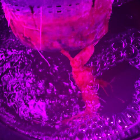 Next Generation Uschi growlog timeline photo