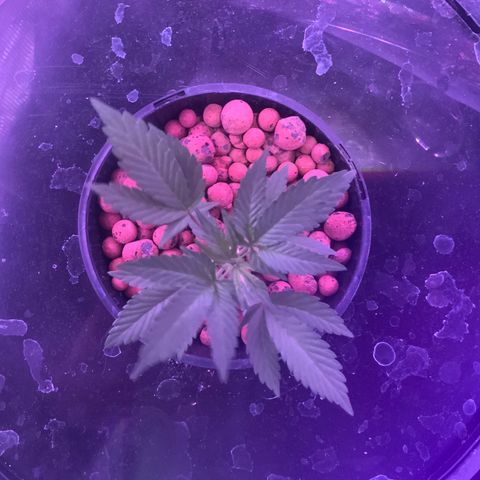 Next Generation Uschi growlog timeline photo