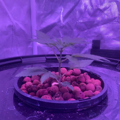 Next Generation Uschi growlog timeline photo