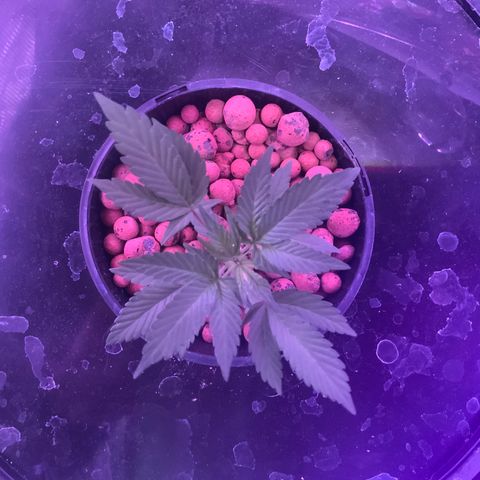 Next Generation Uschi growlog timeline photo