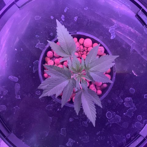 Next Generation Uschi growlog timeline photo
