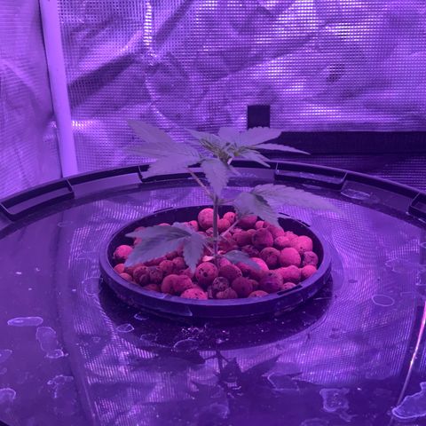 Next Generation Uschi growlog timeline photo
