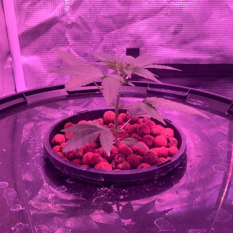 Next Generation Uschi growlog timeline photo