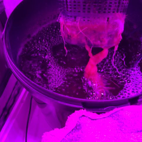 Next Generation Uschi growlog timeline photo
