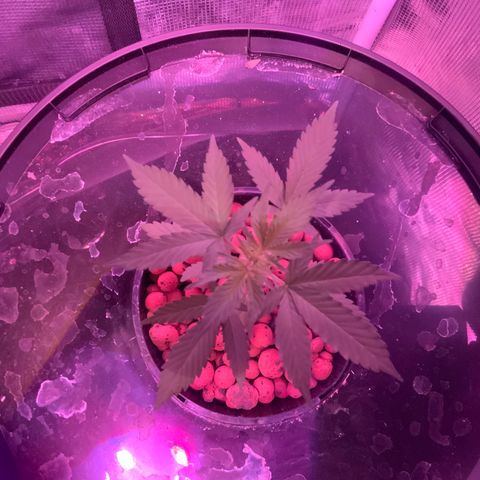 Next Generation Uschi growlog timeline photo