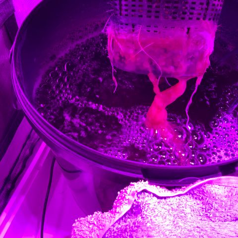 Next Generation Uschi growlog timeline photo
