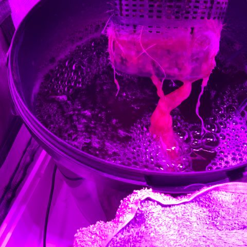 Next Generation Uschi growlog timeline photo