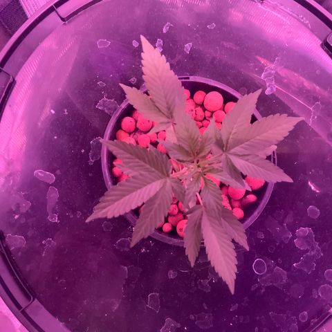 Next Generation Uschi growlog timeline photo