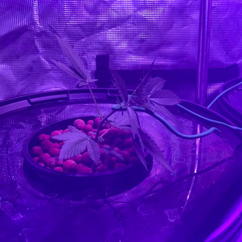 Next Generation Uschi growlog photo: Low Stress Training