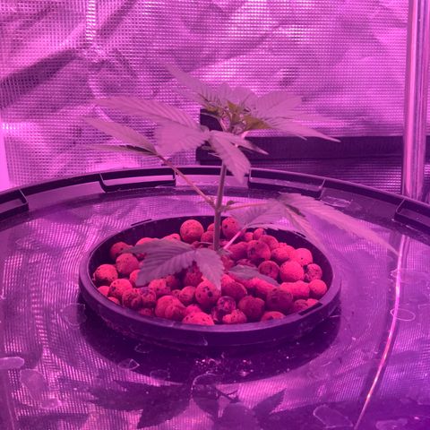 Next Generation Uschi growlog photo: Low Stress Training