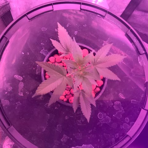 Next Generation Uschi growlog photo: Low Stress Training