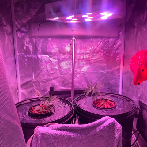 Next Generation Uschi growlog photo: Low Stress Training, Lampe gesenkt