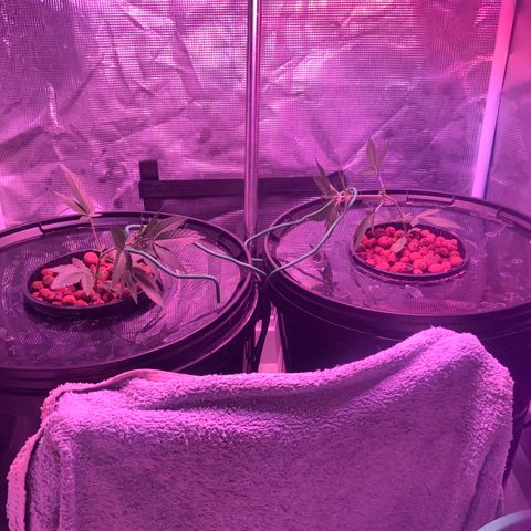 Next Generation Uschi growlog photo: Low Stress Training, Lampe gesenkt