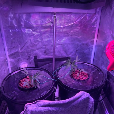 Next Generation Uschi growlog photo: Low Stress Training, Lampe gesenkt