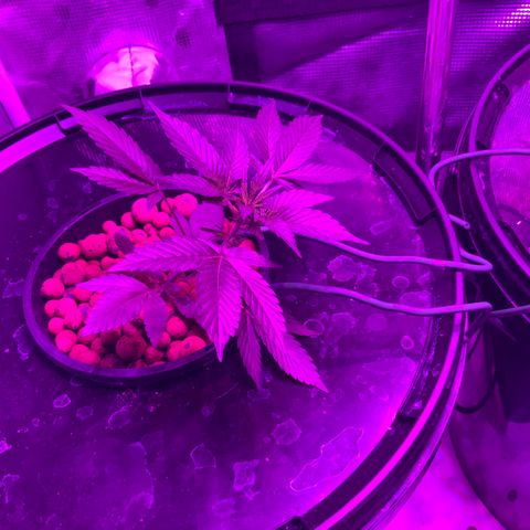 Next Generation Uschi growlog timeline photo