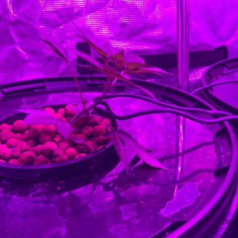 Next Generation Uschi growlog timeline photo
