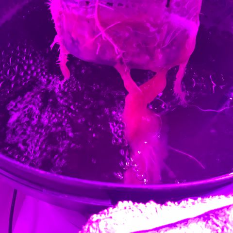 Next Generation Uschi growlog timeline photo
