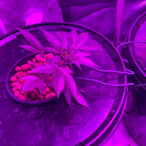 Next Generation Uschi growlog timeline photo