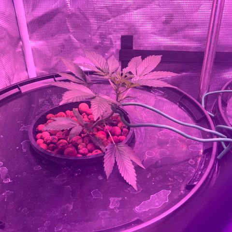 Next Generation Uschi growlog timeline photo