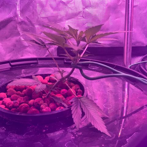 Next Generation Uschi growlog timeline photo