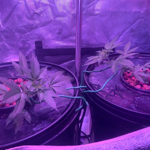 Next Generation Uschi growlog timeline photo