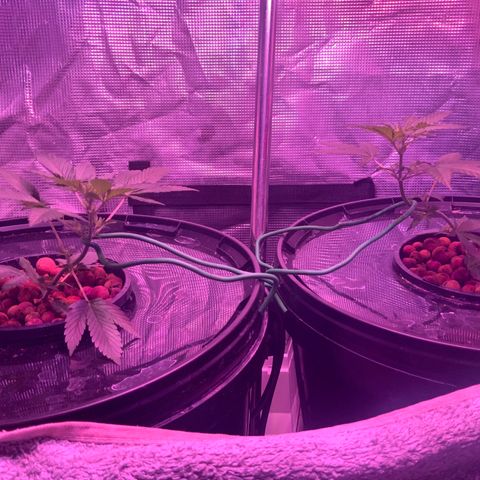 Next Generation Uschi growlog timeline photo