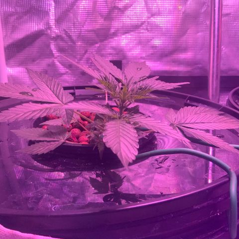 Next Generation Uschi growlog timeline photo