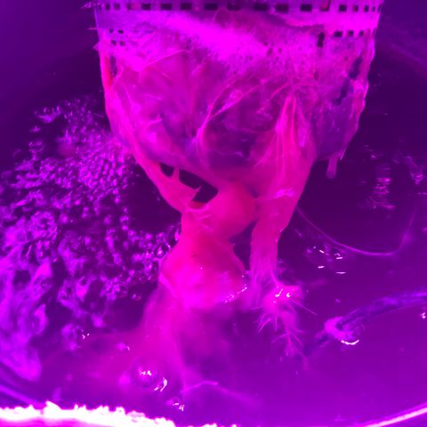 Next Generation Uschi growlog timeline photo