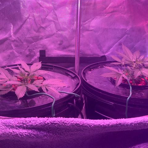 Next Generation Uschi growlog timeline photo