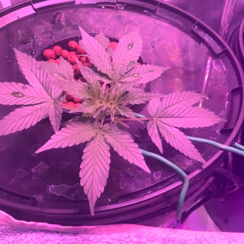 Next Generation Uschi growlog timeline photo